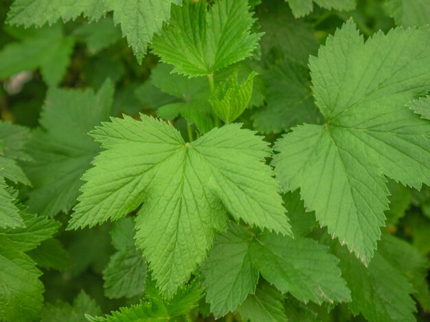 Close-up of green leaves