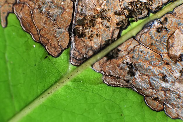 Close-up of green leaves