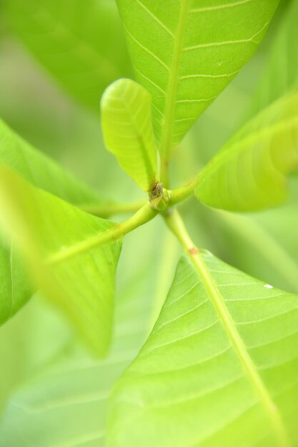 Close-up of green leaves