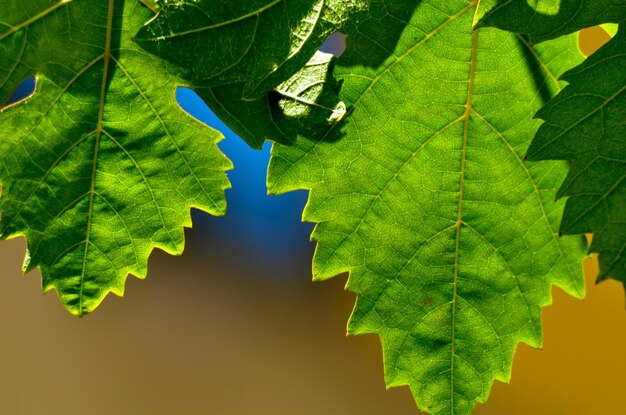 Photo close-up of green leaves