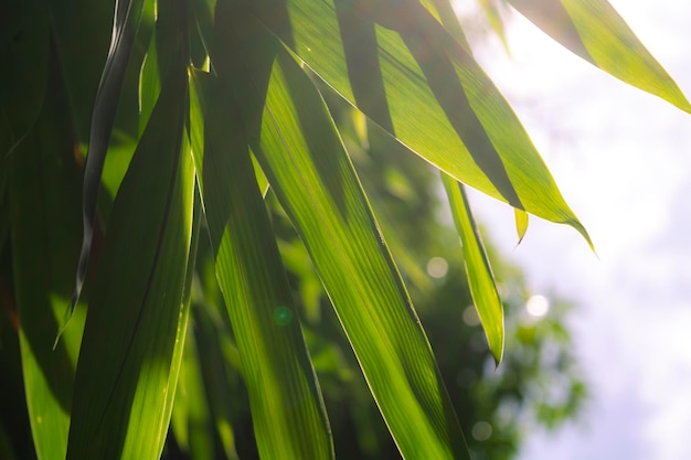 Photo close-up of green leaves