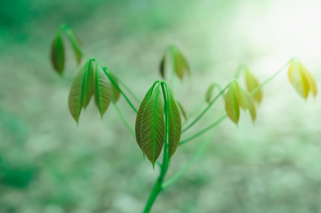 Photo close-up of green leaves