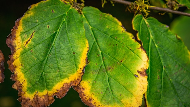 Photo close-up of green leaves