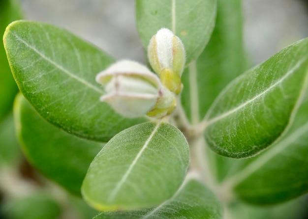 Photo close-up of green leaves