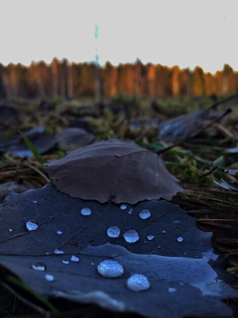 Foto prossimo piano delle foglie verdi