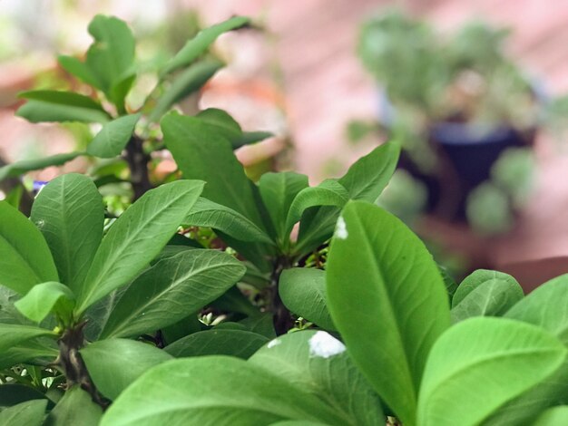 Close-up of green leaves