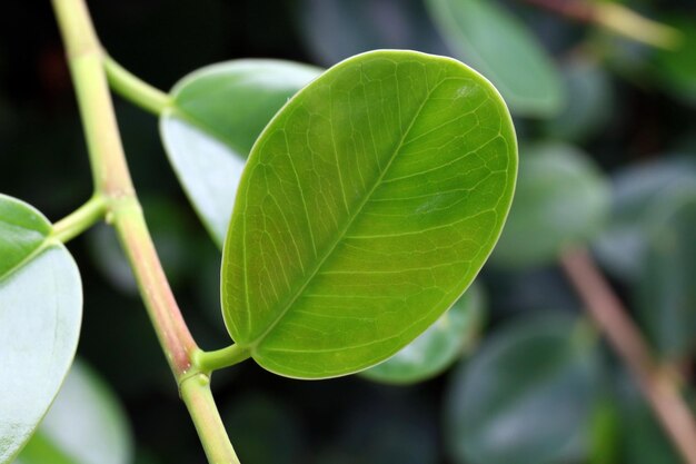 Close-up of green leaves