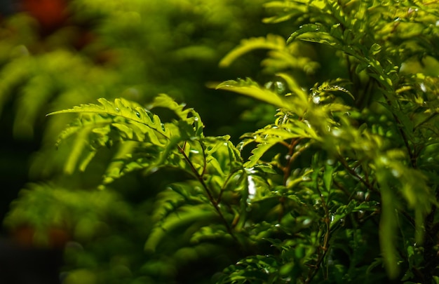 Photo close-up of green leaves