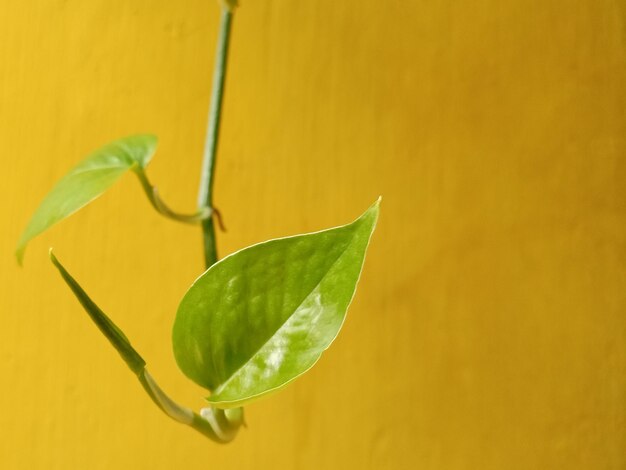 Close-up of green leaves