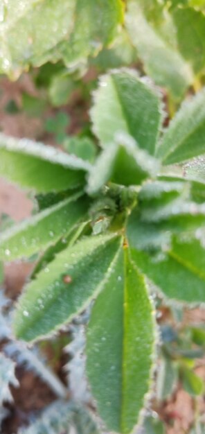 Close-up of green leaves