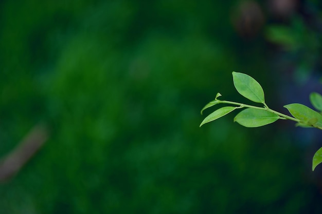 Close-up of green leaves