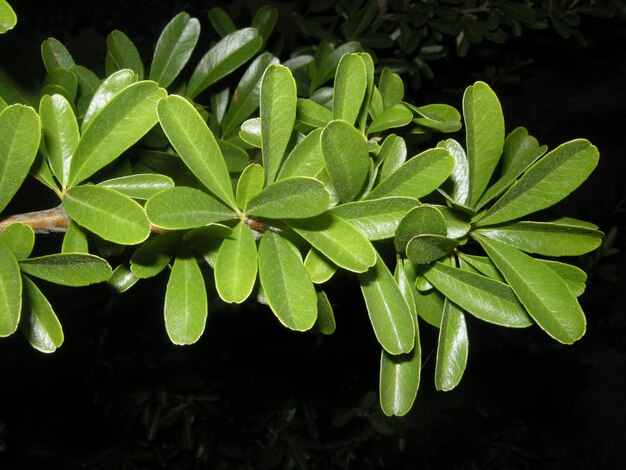 Photo close-up of green leaves