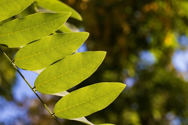 Close-up of green leaves