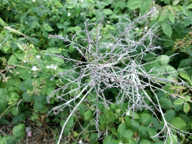 Foto close-up di foglie verdi