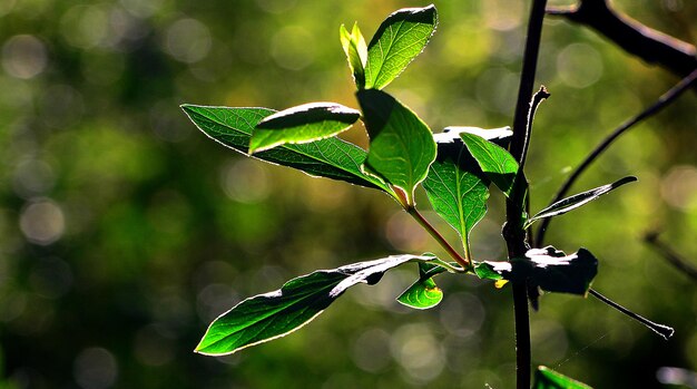 Close-up of green leaves