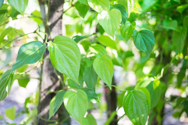 Close-up of green leaves