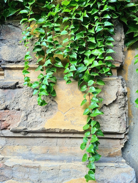 Foto prossimo piano delle foglie verdi