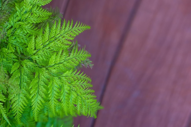 Foto prossimo piano delle foglie verdi