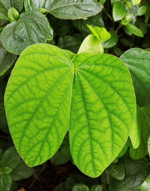 Photo close-up of green leaves