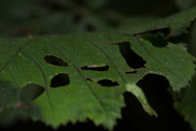 Close-up of green leaves