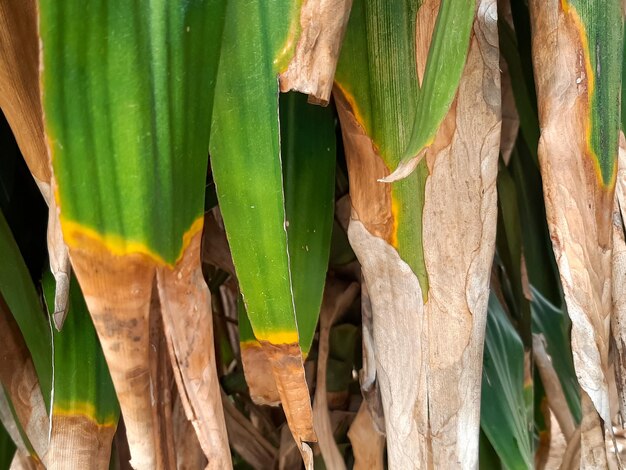 Close-up of green leaves