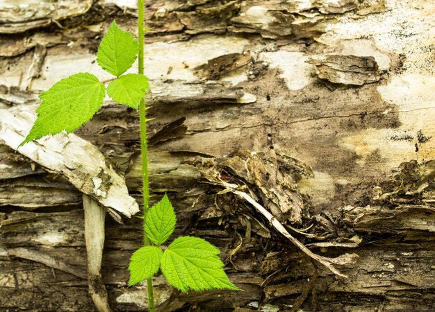 Photo close-up of green leaves