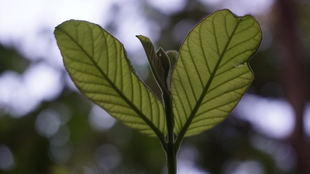 Photo close-up of green leaves