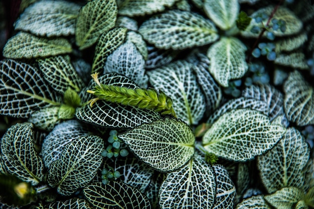 Close-up of green leaves