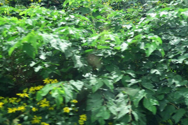 Close-up of green leaves