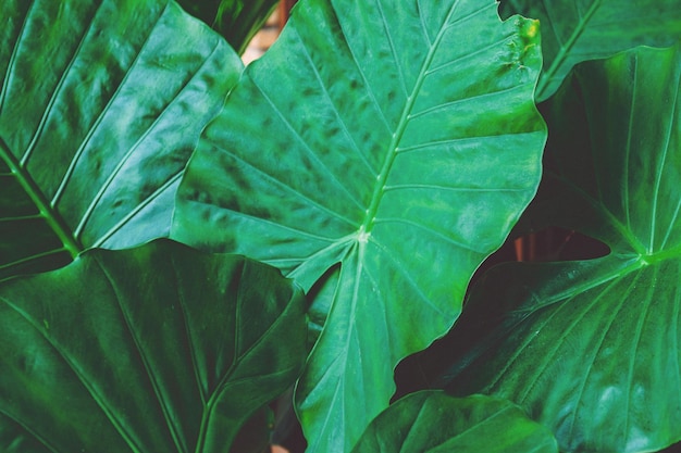close-up of green leaves