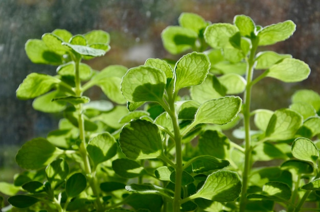 close-up of green leaves