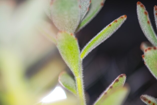 Close-up of green leaves