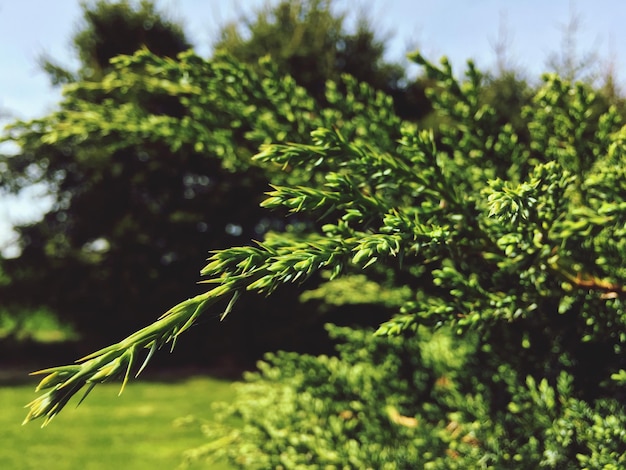 Photo close-up of green leaves