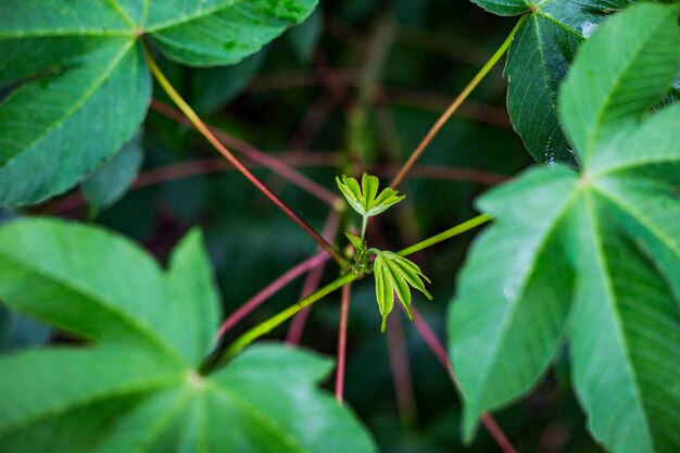 Close-up of green leaves