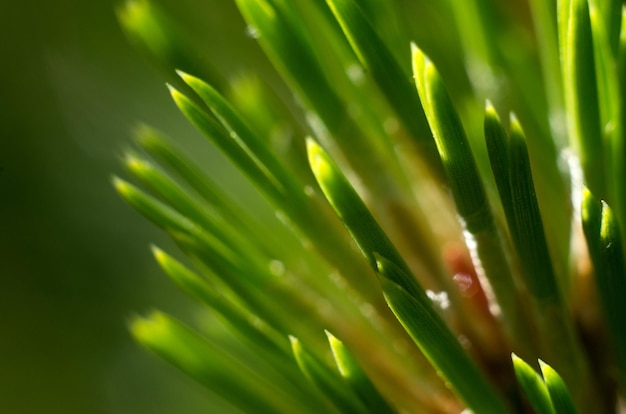 Close-up of green leaves