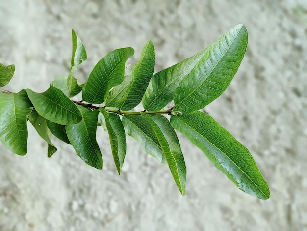 Photo close-up of green leaves