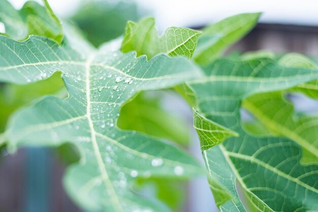 Close-up of green leaves