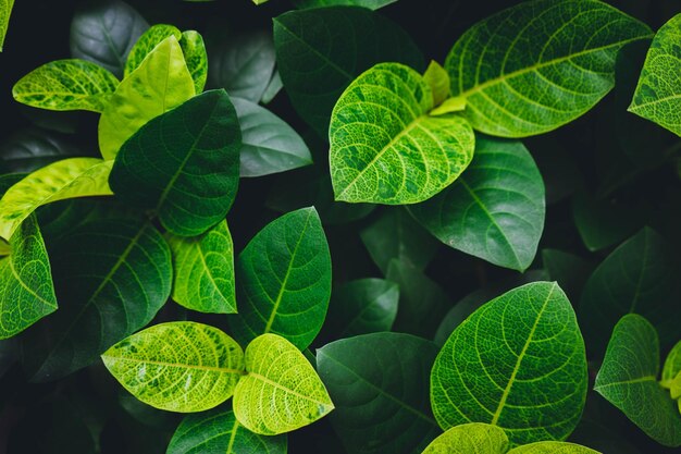 Foto prossimo piano delle foglie verdi