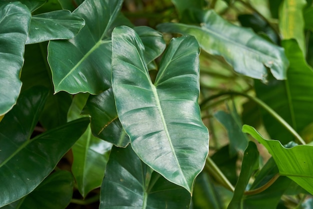 Photo close-up of green leaves