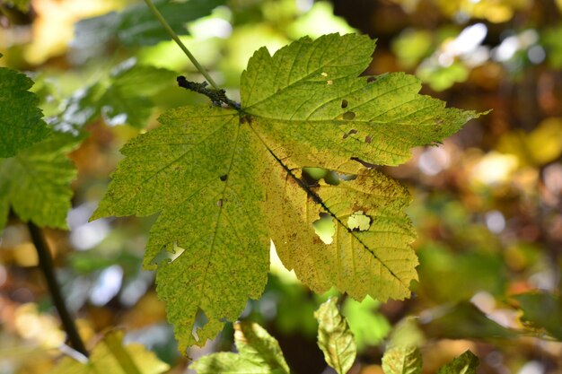 Foto prossimo piano delle foglie verdi