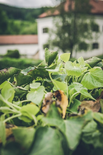 Photo close-up of green leaves