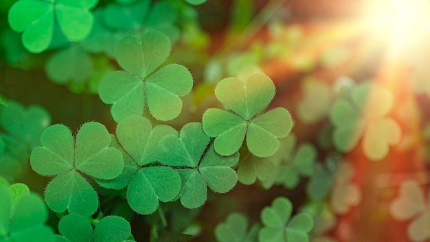 Close-up of green leaves