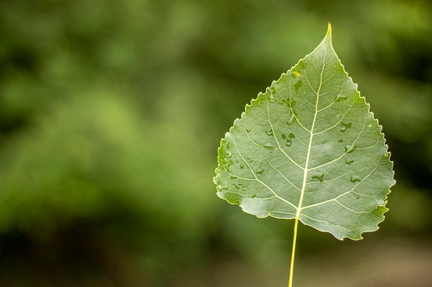 Foto prossimo piano delle foglie verdi