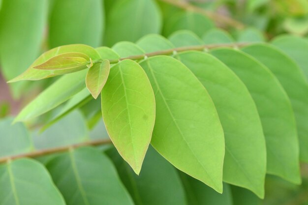 Close-up of green leaves