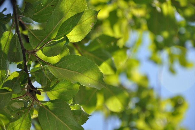 Close-up of green leaves