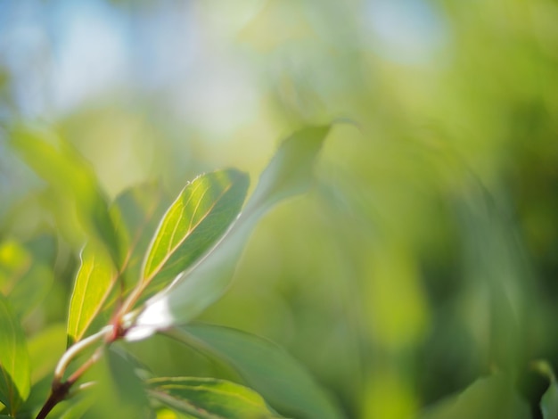 Close-up of green leaves