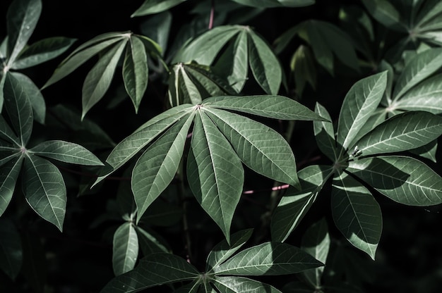 Photo close-up of green leaves