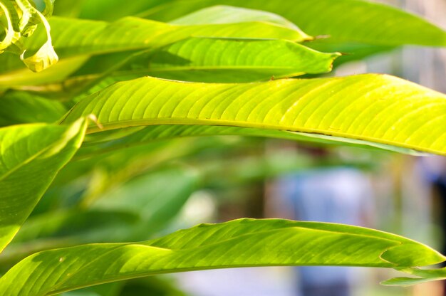 Close-up of green leaves