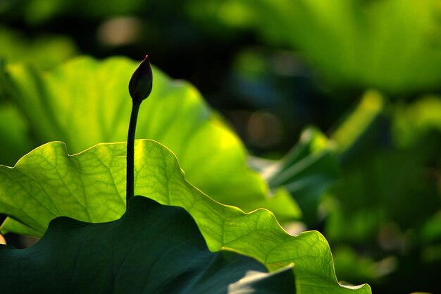 Close-up of green leaves