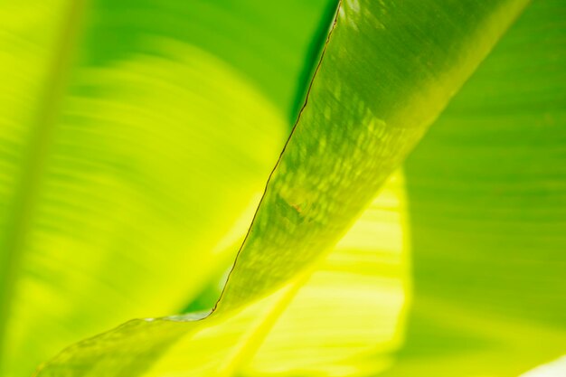 Close-up of green leaves